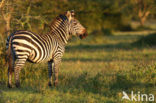 Burchell s zebra (Equus burchellii)