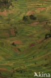 Bwindi Impenetrable Forest National Park