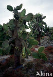 pricklypear (Opuntia spec)