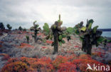 pricklypear (Opuntia spec)