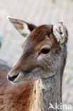 Fallow Deer (Dama dama)