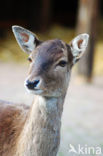 Fallow Deer (Dama dama)