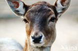 Fallow Deer (Dama dama)