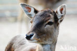 Fallow Deer (Dama dama)