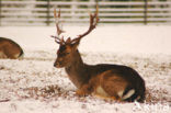 Fallow Deer (Dama dama)