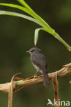 Dofblauwe vliegenvanger (Muscicapa comitata)