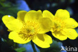 Dotterbloem (Caltha palustris)