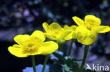 Dotterbloem (Caltha palustris)