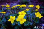 Dotterbloem (Caltha palustris)