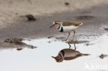 Driebandplevier (Charadrius tricollaris)