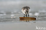 Sanderling (Calidris alba)