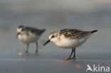 Sanderling (Calidris alba)