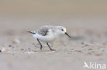 Sanderling (Calidris alba)