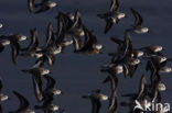 Sanderling (Calidris alba)