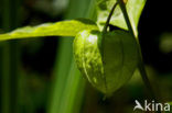 Echte lampionplant (Physalis alkekengi)