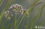 Echte valeriaan (Valeriana officinalis)