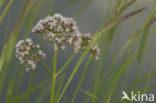Common Valerian (Valeriana officinalis)