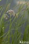 Echte valeriaan (Valeriana officinalis)