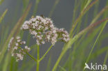 Echte valeriaan (Valeriana officinalis)