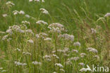 Common Valerian (Valeriana officinalis)