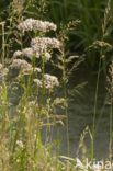 Echte valeriaan (Valeriana officinalis)