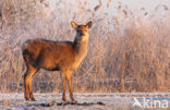 Red Deer (Cervus elaphus)