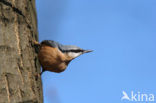 Europese Boomklever (Sitta europaea)