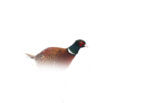 Ring-necked Pheasant (Phasianus colchicus)