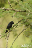 Fluweeldrongo (Dicrurus adsimilis)