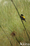 Yellow Bishop (Euplectes capensis)