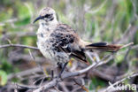 Galapagos Mockingbird (Mimus parvulus)