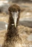 Waved albatross (Phoebastria irrorata) 