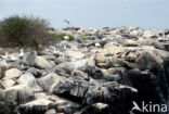 Waved albatross (Phoebastria irrorata) 