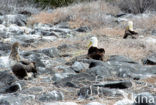 Waved albatross (Phoebastria irrorata) 