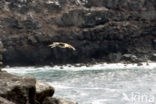 Waved albatross (Phoebastria irrorata) 