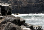 Waved albatross (Phoebastria irrorata) 