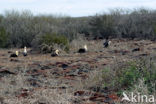 Galapagos albatros (Phoebastria irrorata) 