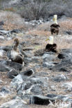 Galapagos albatros (Phoebastria irrorata) 