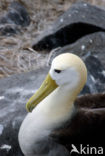 Galapagos albatros (Phoebastria irrorata) 