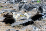 Waved albatross (Phoebastria irrorata) 