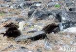 Waved albatross (Phoebastria irrorata) 