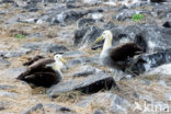 Waved albatross (Phoebastria irrorata) 