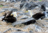 Waved albatross (Phoebastria irrorata) 