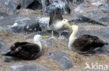 Galapagos albatros (Phoebastria irrorata) 