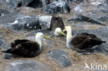 Galapagos albatros (Phoebastria irrorata) 