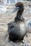 Waved albatross (Phoebastria irrorata) 