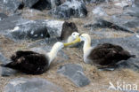 Waved albatross (Phoebastria irrorata) 