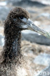Galapagos albatros (Phoebastria irrorata) 