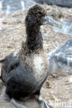 Waved albatross (Phoebastria irrorata) 