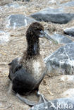 Galapagos albatros (Phoebastria irrorata) 